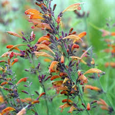 Agastache Rupestris Apache Sunset Vivace Aromatique Anisee Orange