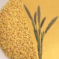 foxtail millet calories 473cal 130g and nutrition facts