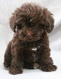 Puppies For Sale Schnoodles In Riverside California Schnoodle Puppy Schnoodle Dog Schnoodle
