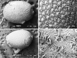 Image result for Hypoxis kilimanjarica