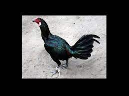 We did not find results for: Ayam Peruvian Berasal Dari Negara Youtube