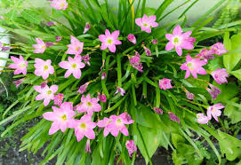 Image result for Zephyranthes minuta