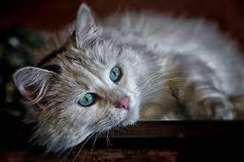 Depending on the cause and severity and unlike ckd. Kidney Disease In Cats
