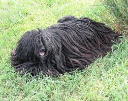 Image result for Komondor