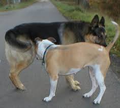 Собаки нюхают под хвостом (62 фото) - картинки sobakovod.club