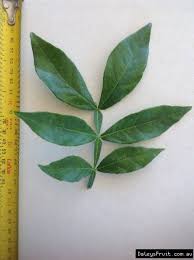 Ice cream bean fruit is so unique. Buy Icecream Bean Trees Inga Densiflora