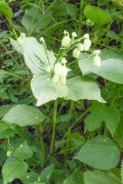 Image result for Murdannia simplex