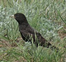 The Birdfair and Birding The Silk Road