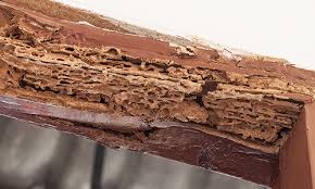 O'hara pest control™ is a premium service provider and a proud division of o'hara services. West Palm Beach Termites Exterminator Action Termite Pest Control
