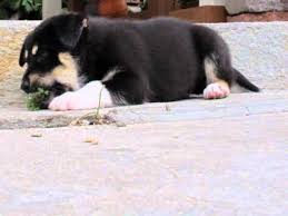 As with all hybrids, characteristics in the offspring of two established breeds can be hard to predict. Rottweiler And Husky Mix Puppies Youtube