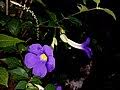 Image result for Barleria crossandriformis