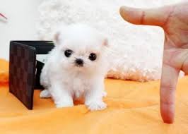 Maltese puppies for sale 500 maltese the price of teacup maltipoo puppy if you buy it from a breeder can vary. Pin On Teacup Puppies