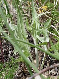 Image result for Crepis newii