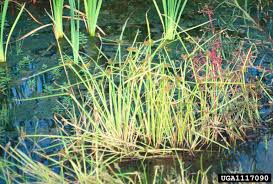 Image result for Cyperus difformis