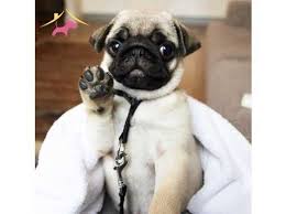 Pug Kopegi Irki Hakkinda Bilinmesi Gereken Her Sey