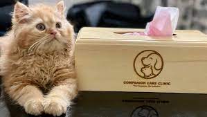 Scott and penny bennington, have extensive experience providing preventive care and treatment for your pets. Companion Care Clinic Home Facebook