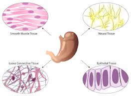We did not find results for: Biobook Su Leaf How Are Animal Cells Arranged To Form Tissues