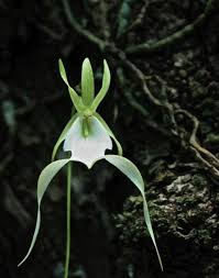 You Ll Want To Visit Florida S Very Own Amazon Rainforest Amazon Rainforest Plants Rainforest Plants Amazon Rainforest