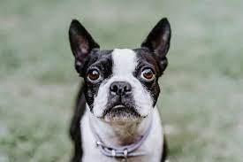 Petit déguisement d'abeille rigolo pour chien, avec petites antennes sur la capuche et ailes sur le dos du vêtement pour le fun. Que Faire Si Mon Chien Se Fait Piquer Par Une Guepe Botaneo