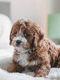 Apr 13, 2018 · keep a house clean with pets. How To Keep Your House Clean With Dogs Other Pets Architectural Digest