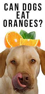 Like any human food, the key is how much orange you serve your dog, as overdoing it can lead to digestive problems and other health issues. Can Dogs Eat Oranges Are Oranges Good For Dogs