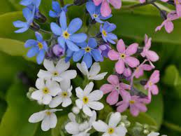 Twelve flowers of the year my granny likes nature very much. How To Plant And Grow Forget Me Not Flowers Hgtv