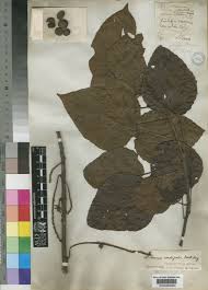 Image result for Calycosiphonia spathicalyx