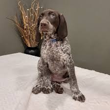Although she is doing well the vet decided not to place any additional stress in her. Huck German Shorthaired Pointer Puppy 623641 Puppyspot