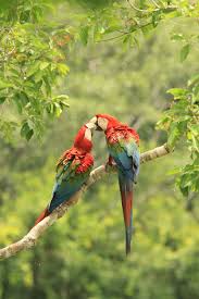 Green Bird With Red Neck Red And Green Macaws Macaw Beautiful Birds Nature Animals