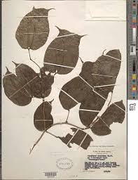 Image result for Guibourtia conjugata