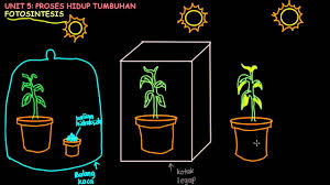 Sains hayat/ proses hidup tumbuhan standard kandungan : Tahun 4 Fotosintesis Part 2 Youtube