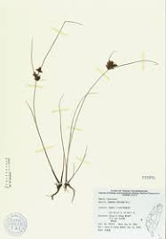 Image result for Pycreus flavidus