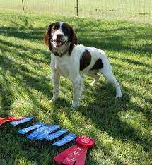 The english springer spaniel gets its name from their hunting style. English Springer Spaniels Archives Prairierose Gundogs Premium Field Bred English Springer Spaniels Cocker Spaniel Puppies For Sale
