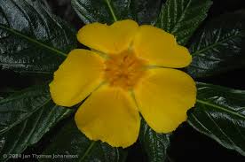 Image result for Turneraceae