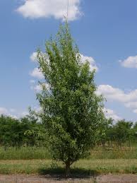 Image result for Salix babylonica