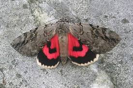 Image result for Catocala electa