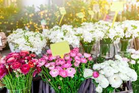 Salah satu bunga yang populer karena keindahannya adalah bunga aster. 30 Gambar Bunga Terindah Dan Tercantik Di Dunia Lengkap