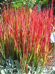 Pin On Garden Ideas