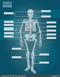 The name of the organ is printed right on it, so that it'd be easier for children to identify them. Anatomy For Kids Pdf Kit