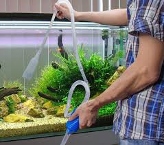 Khususnya dibutuhkan untuk anakan ikan arwana sebab ikan arwana peliharaan termasuk kedalam jenis ikan arwana berhabitat dalam akuarium. Cara Memelihara Ikan Hias Di Akuarium Bibitbunga Com