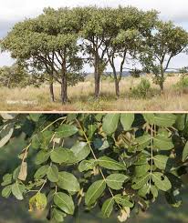 Image result for Lannea discolor