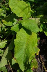 The floral pattern on ålandsrot cushion is a design that has been plucked from a treasure trove of textiles, tucked away in the musée de l'impression sur étoffes (the museum. Alandsrot Perennfolket Se