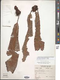 Image result for Elaphoglossum aubertii