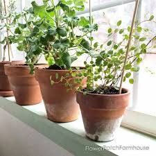 These air plant holders are made from untreated wood. Amazing Benefits Of Terra Cotta Pots Flower Patch Farmhouse