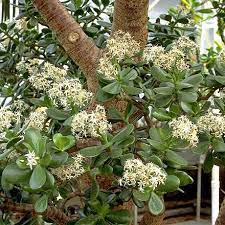 It's one of the most unique varieties out there and does well in full sun, unlike most types of jade. Jade Plant And Silver Jade Plant Crassula Argentea And C Arborescens Calyx Flowers Inc