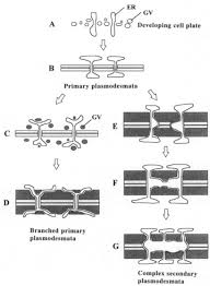 Animal cells do not possess cell walls. Plasmodesmata And Cell To Cell Communication In Plants Sciencedirect