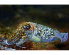 The cuttlefish; first element perhaps related to middle low german küdel type of cephalopod, 1590s, earlier simply cuttle, from old english cudele the cuttlefish; first. 500 L O V E Ideas In 2020 Woodstock Hippies One Word Quotes Chakra Cleanse