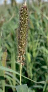 Image result for Setaria italica