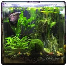 3 7 Gallon Petco Brand Tank For Our Dragonscale Betta Consisting Of Anubias Java Fern Java Moss Crypt Wendtii Ama Aquarium Fish Tank Betta Tank Betta Fish