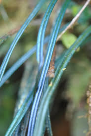 Image result for Elaphoglossum lastii